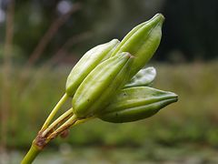  Gelbe oder Sumpf Schwertlilie