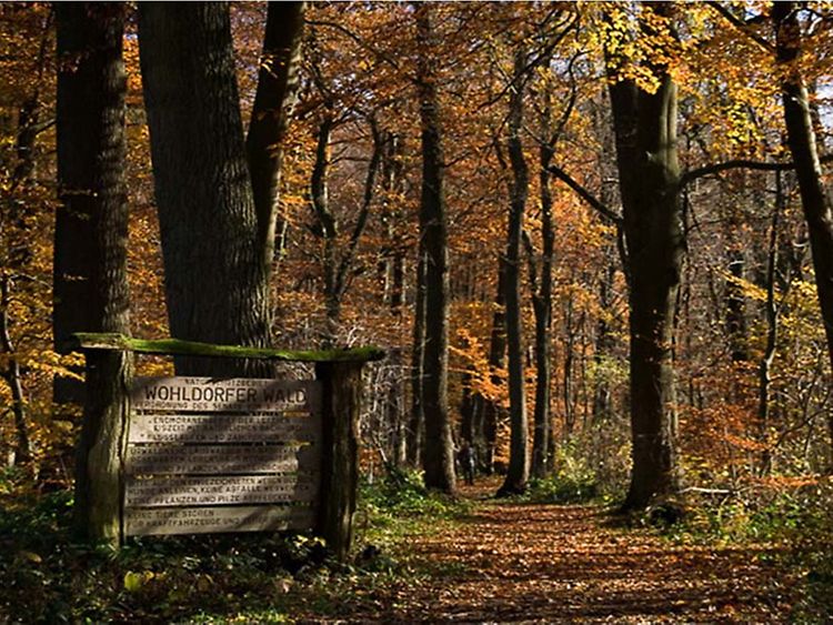  NSG Wohldorfer Wald