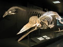  Pottwal-Skelett im Zoologischen Museum