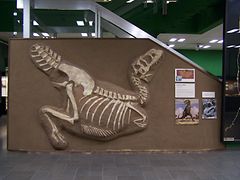  Paläontologisches Museum 