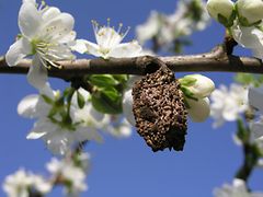  Fruchtmumien sorgen für neue Blüteninfektionen
