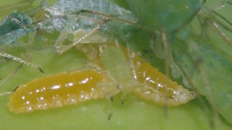  Larven von Aphidoletes aphidimyza