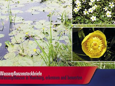  Wasserpflanzensteckbriefe: Handbuch zur Erkennung und Bewertung von Wasserpflanzen in Hamburg