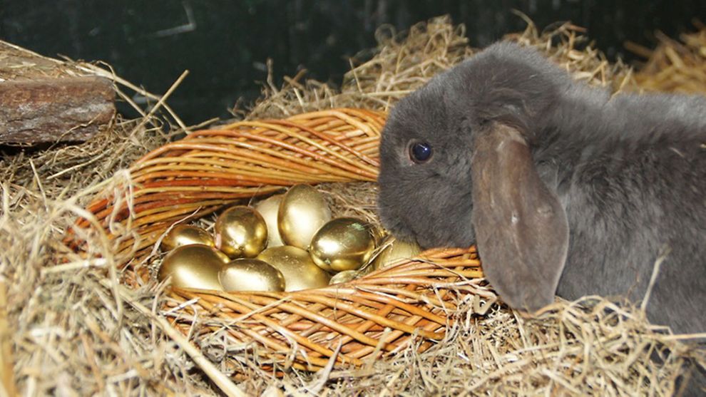  Ein Kaninchen sitzt im Heu und schnüffelt an goldenen Eiern.