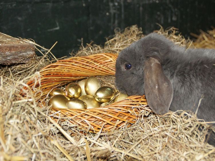  Ein Kaninchen sitzt im Heu und schnüffelt an goldenen Eiern.