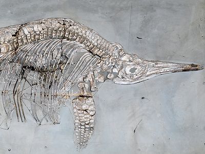  Museum der Natur Hamburg – Geologie-Paläontologie