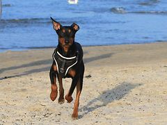  Urlaub mit Hund am Meer
