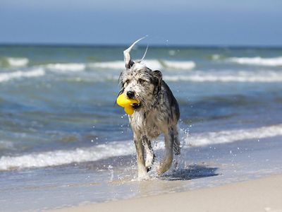  Urlaub mit Hund am Meer