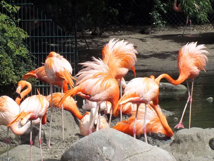  Flamingos in ihrem Gehege