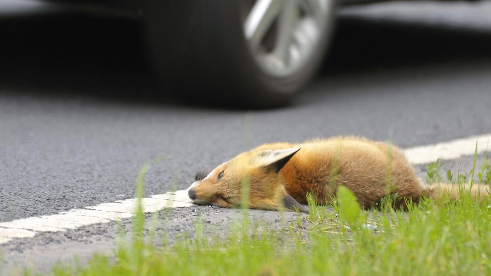 Toter Fuchs am Straßenrand