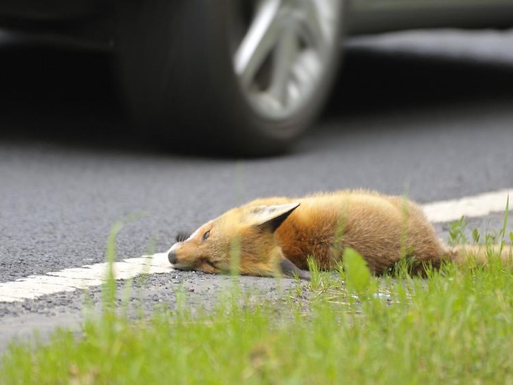  Toter Fuchs am Straßenrand
