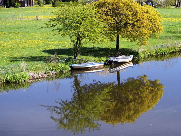  Am Ufer der Dove Elbe stehen zwei Bäume. Im Wasser liegen zwei Boote. Die Wiese hinter dem Ufer ist grün mit gelben Blumen.