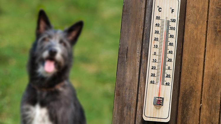  Hund bei Hitze