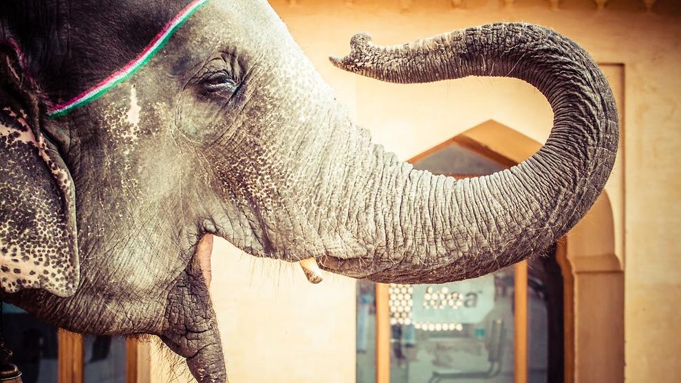 Bemalter Elefant in Indien