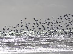 Vogelschwärme am Ufer von Scharhörn