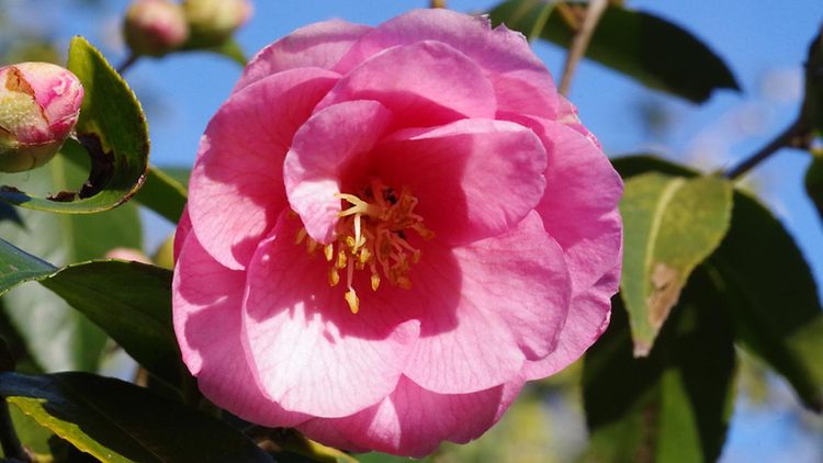  Rosa Blüte einer Freiland-Kamelie