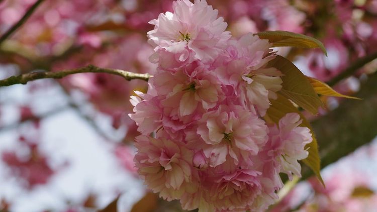  Japanische Blütenkirsche