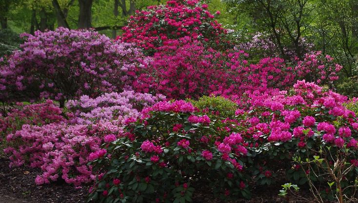 Rhododendron oder Alpenrose (Rhododendron sp.) - Kandidat 2016 / Platz 4