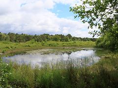  Teich im NSG Schnaakenmoor