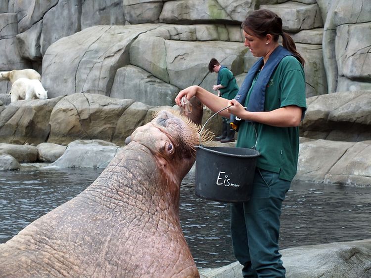  Eine Tierpflegerin füttert ein Walross mit einem Stück Fisch