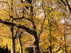  Bäume und Herbstlaub im Amsinckpark in Lokstedt