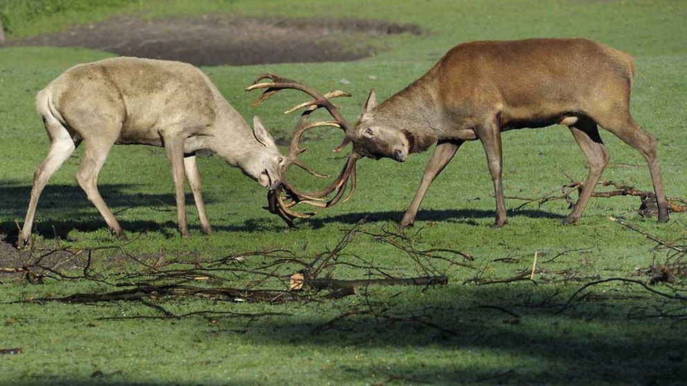  Zwei Böcke im Kampf während der Brunftzeit im Wildpark Lüneburger Heide