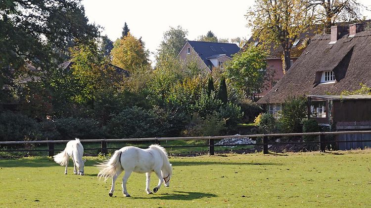  Pferde auf einer Wiese in Duvenstedt