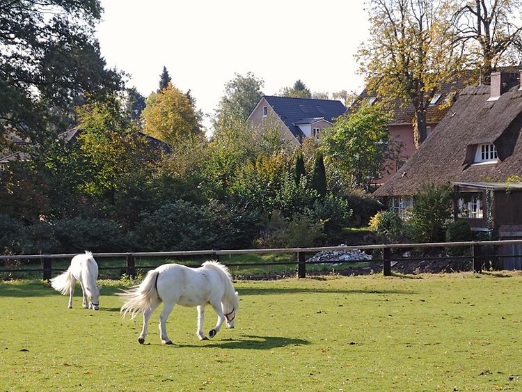  Pferde auf einer Wiese in Duvenstedt