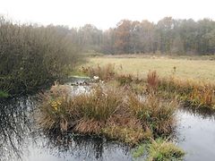  Das Naturschutzgebiet Volksdorfer Teichwiesen