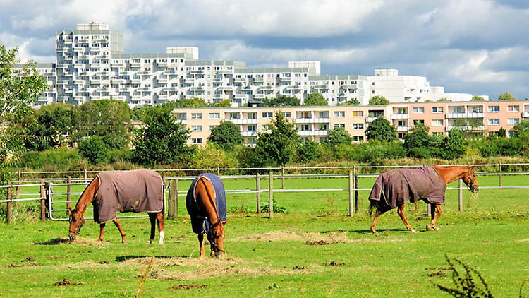  Pferdewiese mit grasenden Pferden, im Hintergrund Hochhäuser der Großsiedlung Osdorfer Born