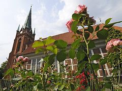  Blühende Rosen vor der St. Nikolaikirche Moorfleet