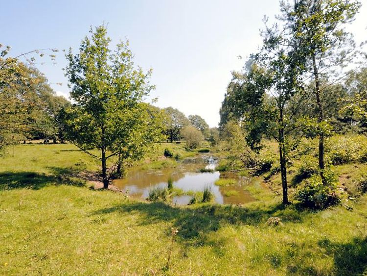  Wiese mit wassergefüllter Senke im Naturschutzgebiet Höltingbaum