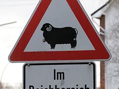  Warnschild für Autofahrer - Schafe im Deichbereich
