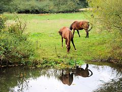  Grasende Pferde auf einer Weide am Flusslauf der Alster in Bergstedt