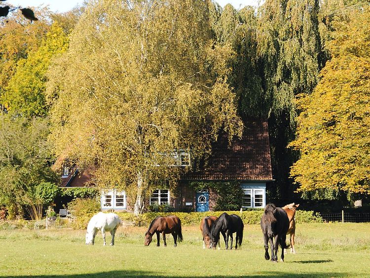  Pferdeweide mit grasenden Pferden in Wohldorf-Ohlstedt