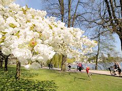  Weiße Blüten an einem Baum am Alsterufer. Dahinter spazieren Menschen auf einem Spazierweg. Auf dem Wasser im Hintergrund fährt ein Schiff