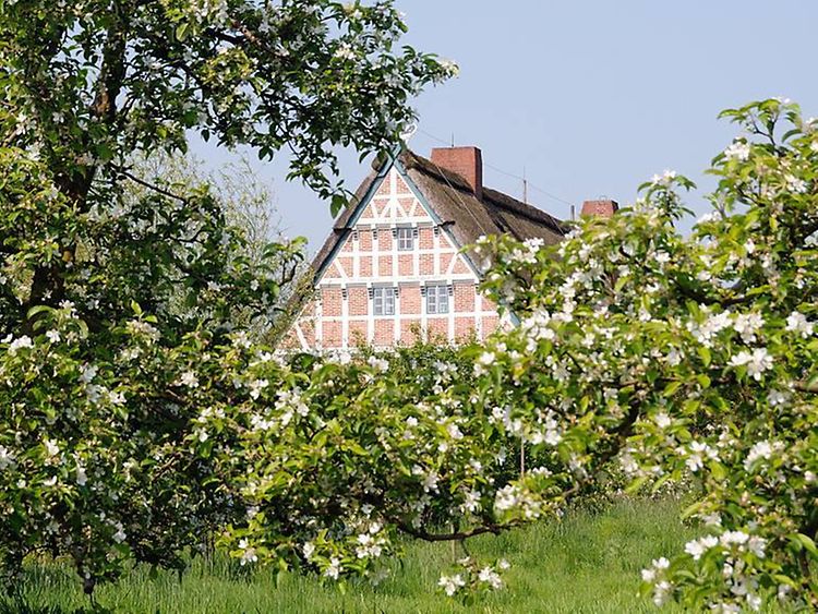  Fachwerkhaus hinter blühenden Obstbäumen