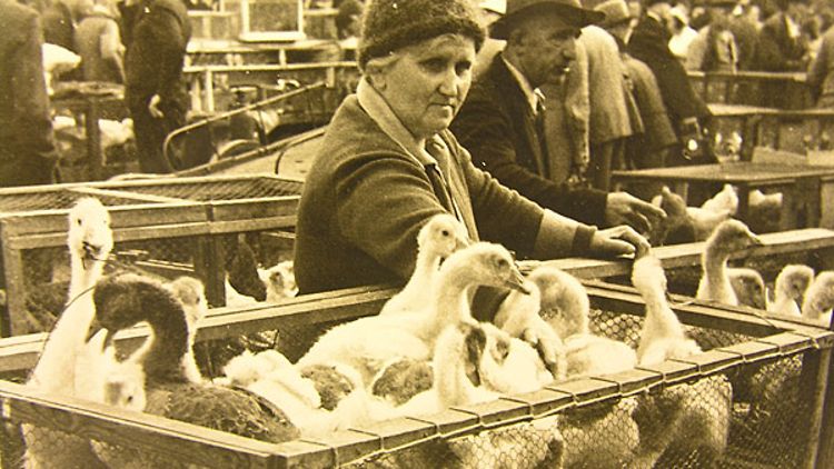 Schon früher gab es auch Kleintiere auf dem Fischmarkt zu erstehen. (Foto: Hamburger Staatsarchiv)