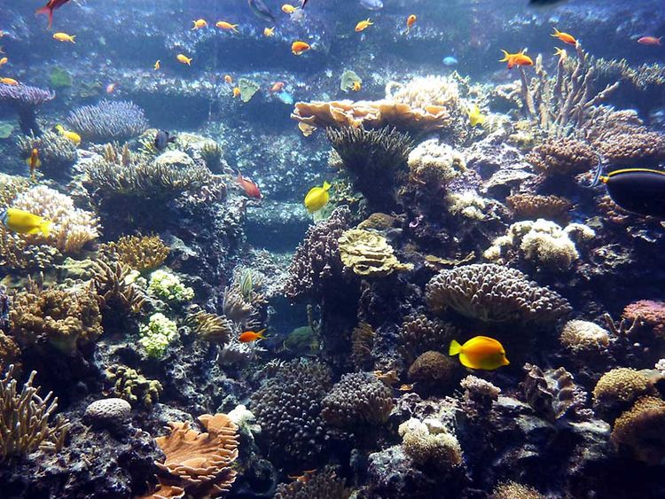  Korallen Saumriff