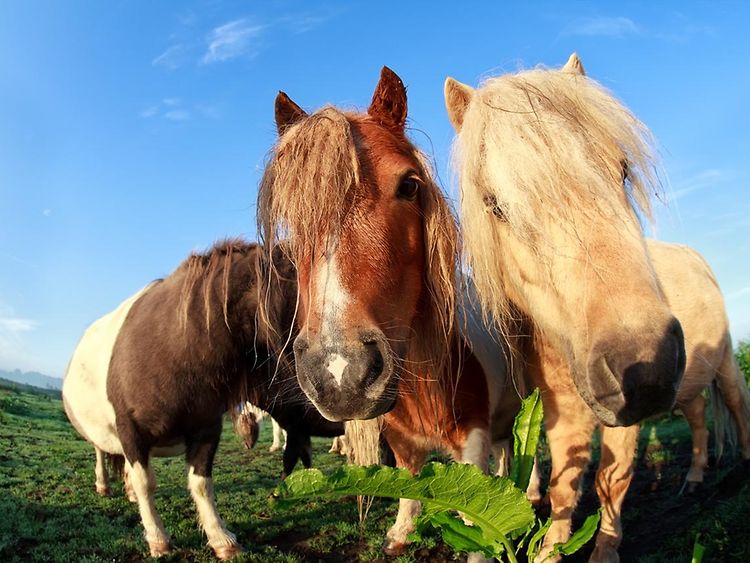  Drei Ponys