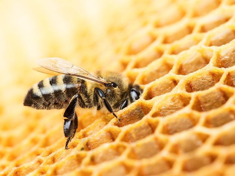  Biene auf Wabe